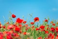 Remembrance day, Anzac Day, serenity. Opium poppy, botanical plant, ecology. Poppy flower field, harvesting. Summer and spring, la Royalty Free Stock Photo