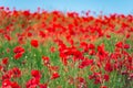 Remembrance day, Anzac Day, serenity. Opium poppy, botanical plant, ecology. Poppy flower field, harvesting. Summer and spring, la