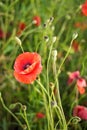 Remembrance day, Anzac Day, serenity Opium poppy, botanical plant, ecology. Poppy flower field, harvesting. Summer and spring,