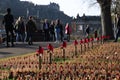 Remembrance day, close up of red crosses in edinburgh Royalty Free Stock Photo