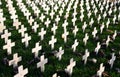 Remembrance Day Garden Crosses Royalty Free Stock Photo