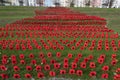 Remembrance Day poppies in Portishead