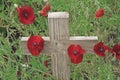 Remembrance day poppies and a wooden cross Royalty Free Stock Photo