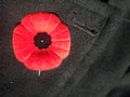 Remembrance Day poppy