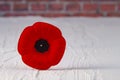 Remembrance Day Poppy Flower with a brinks Background