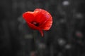 Remembrance day poppy. Red poppies in a poppies field with desaturated background Royalty Free Stock Photo