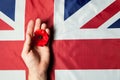 Remembrance Day. Realistic Red Poppy flower in hand and Flag of the United Kingdom of Great Britain. Royalty Free Stock Photo
