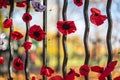 Remembrance Day, sometimes known informally as Poppy Day.A closeup of knitted Poppies to commemorate Armistice Day in the UK Royalty Free Stock Photo