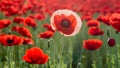 Remembrance Day Tribute with Poppy on Black. Concept Remembrance Day, Tribute, Poppy, Black, Royalty Free Stock Photo