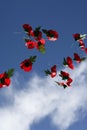 Remembrance poppies in the sky