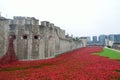 Remembrance poppies at tower of london