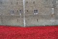 Remembrance poppies at tower of london wall