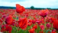 Remembrance poppy, field with poppies, nature, mountains, red flowers, red field,