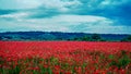 Remembrance poppy, field with poppies, nature, mountains, red flowers, red field,