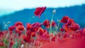 Remembrance poppy, field with poppies, nature, mountains, red flowers, red field,