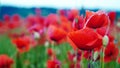 Remembrance poppy, field with poppies, nature, mountains, red flowers, red field,