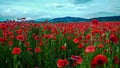 Remembrance poppy, field with poppies, nature, mountains, red flowers, red field,