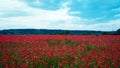 Remembrance poppy, field with poppies, nature, mountains, red flowers, red field,