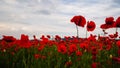 Remembrance poppy, field with poppies, nature, mountains, red flowers, red field,