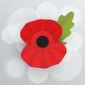 The remembrance poppy - poppy appeal. Royalty Free Stock Photo