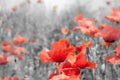 Remembrance poppy Royalty Free Stock Photo