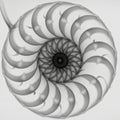 Reminiscent of natural forms like nautilus shells, showcasing mathematical Royalty Free Stock Photo