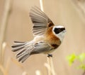 Remiz Bird Flaps Wings On Branch Royalty Free Stock Photo