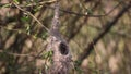 Remiz pendulinus Eurasian penduline tit