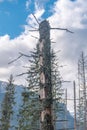 Remnant of a broken tree in Tatra Mountains near Zakopane