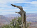 Remnant of Cedar Tree Against Background of Desert Canyon Royalty Free Stock Photo