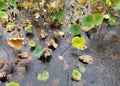 Remnant leaves of lotus pond in the rain.