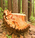 Remnant of a Logged Redwood