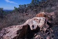 REMNANT OF VELD FIRE IN FRONT OF LARGE ROCK Royalty Free Stock Photo