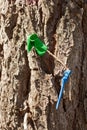 Popped party balloons pinned to a tree trunk