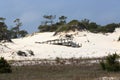 Remnants of a boardwalk on a mature sand dune