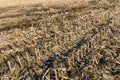 Remnants of corn cultivation on a Belgian field. Royalty Free Stock Photo