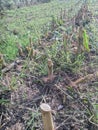 Remnants of cornstalks left behind after a bountiful harvest.