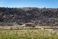 A rural house between a burnt-out lot of remains of a forest fire and an agricultural vineyard Royalty Free Stock Photo