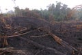 Enviromental damage of forest fires