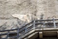 Remnants of painted fresco, Mogao Grottoes, Dunhuang, Ganzu, Chi