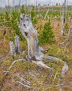 Remnants and revitalization of St. Mary's Forest Fire near Glacier National Park