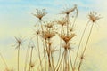 Close up of dried stems of a queen anne lace plant Royalty Free Stock Photo