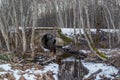 Remnants of snow along the creek with reflections of the sky, trees and clouds Royalty Free Stock Photo