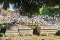 Remnants of stone with Roman writing carved on them in front of rubble and under pine trees in Corinth Greece