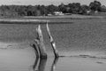Remnants of trees in flooded marshes black and white Royalty Free Stock Photo