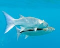A remora fish Royalty Free Stock Photo
