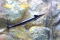 Remora or suckerfish Royalty Free Stock Photo