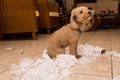 Naughty dog destroyed tissue roll into pieces when home alone