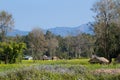 Remote area in Terai, Bardia, Nepal Royalty Free Stock Photo