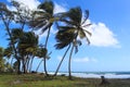 Beach and palm trees, Dominica, Caribbean Islands Royalty Free Stock Photo